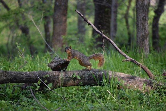 Squirrel hunting